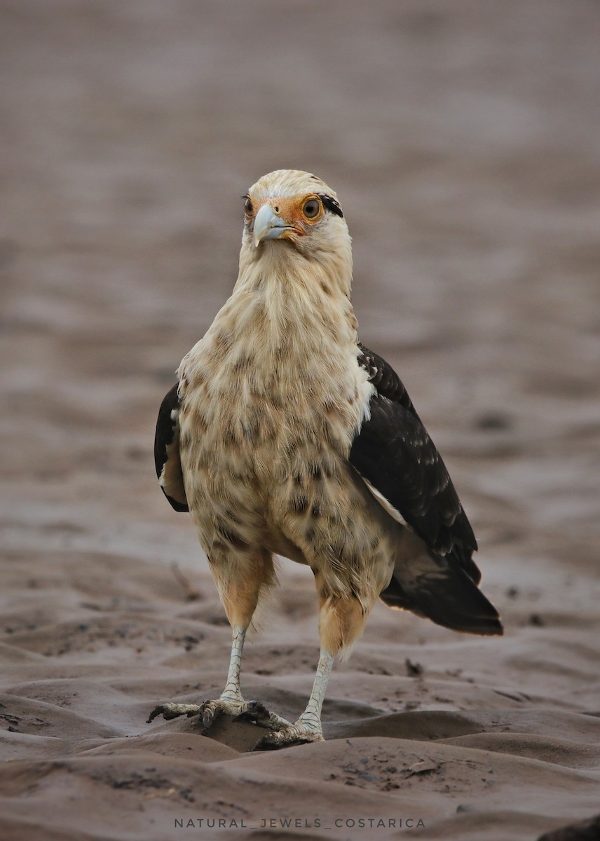 Yellow-headed Caracara - ML645304409