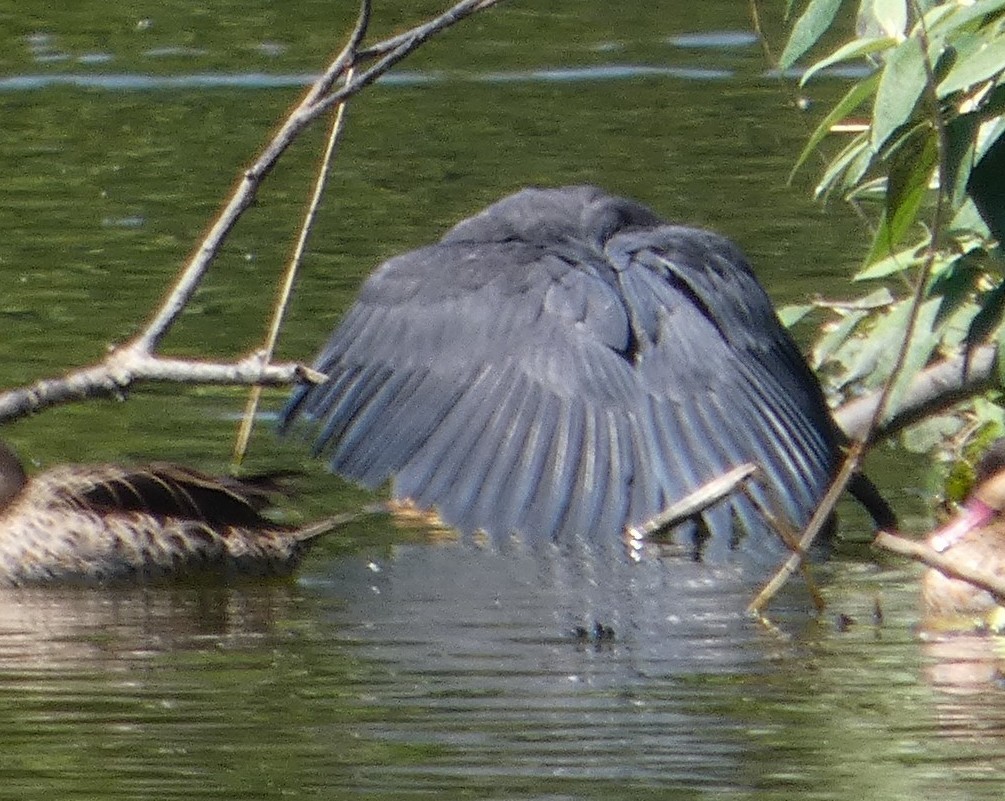 Black Heron - ML645304410
