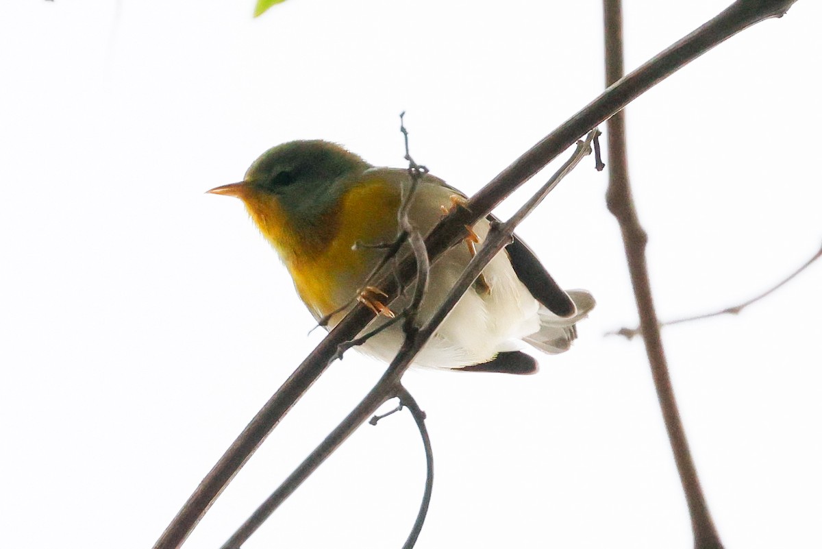 Northern Parula - ML645304411
