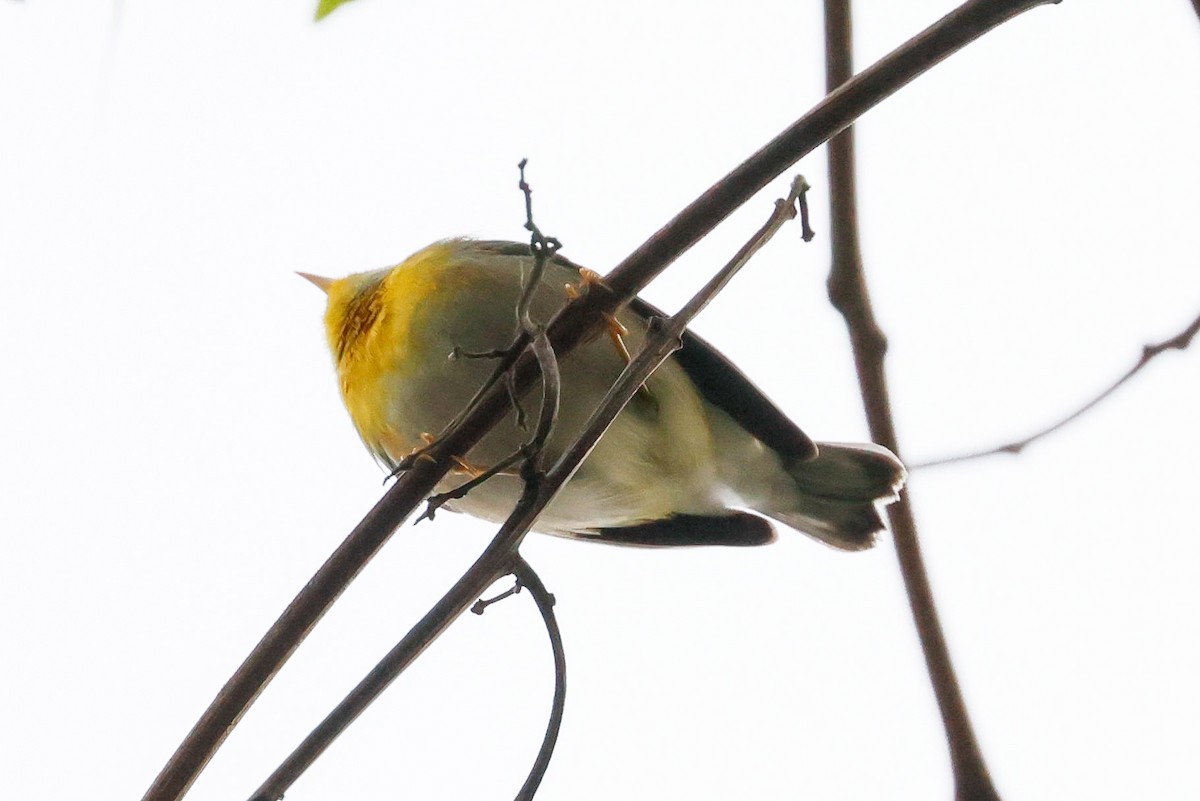 Northern Parula - ML645304412