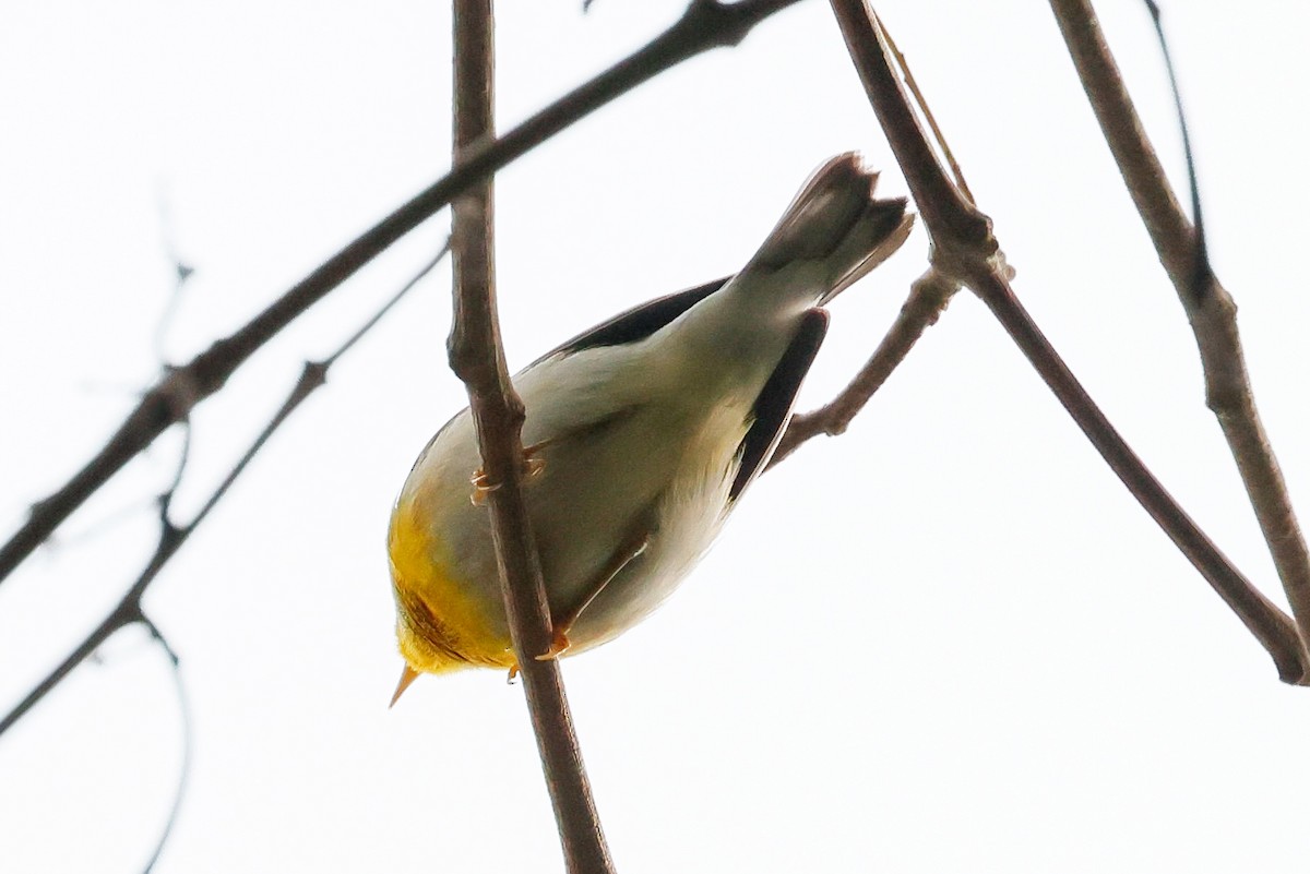 Northern Parula - ML645304413