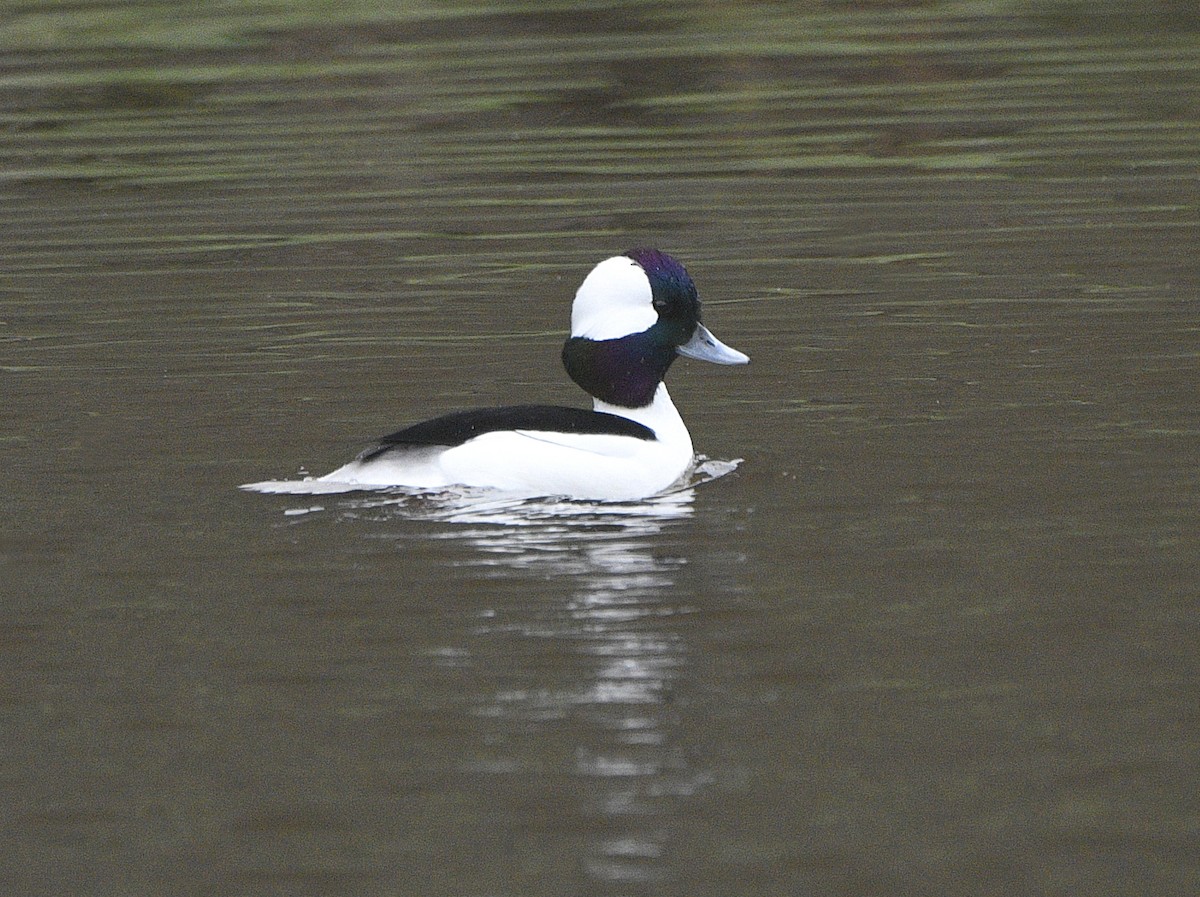 Bufflehead - ML645304415
