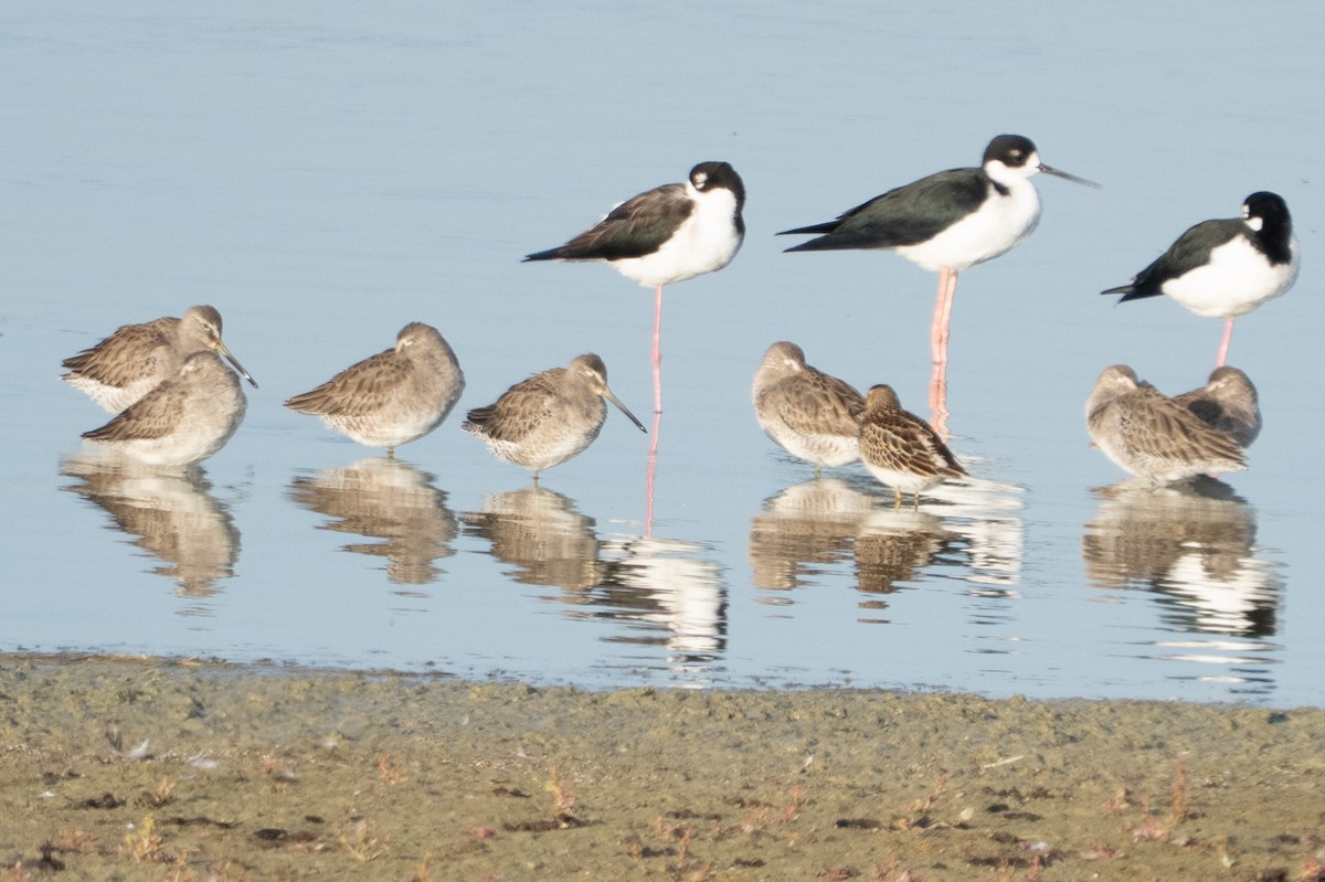Pectoral Sandpiper - ML645304416