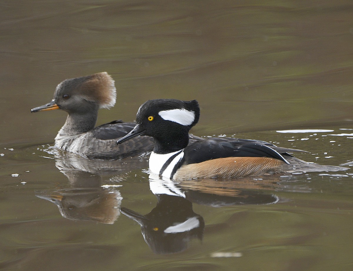 Hooded Merganser - ML645304418
