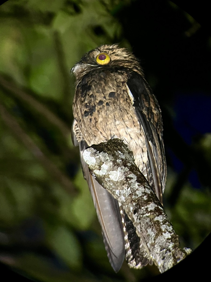 Common Potoo - ML645304423