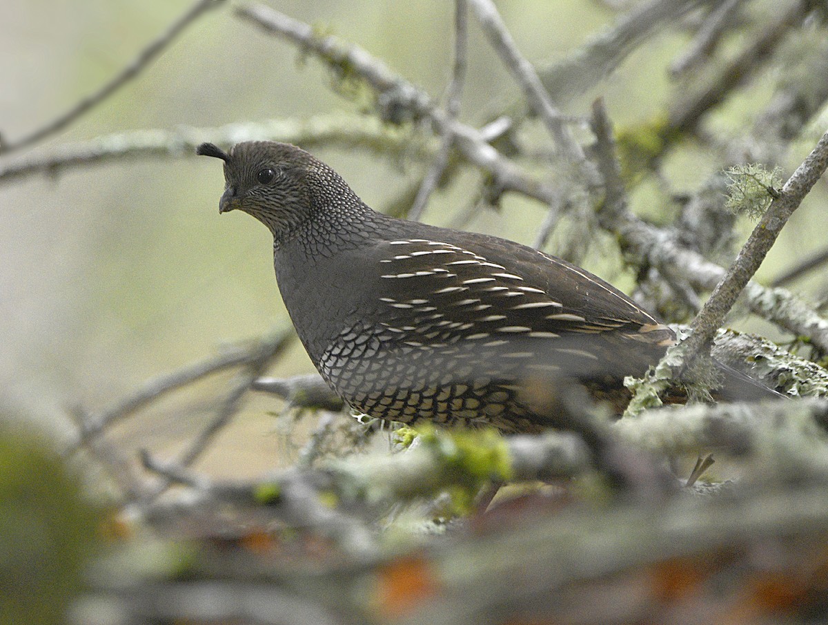 California Quail - ML645304430