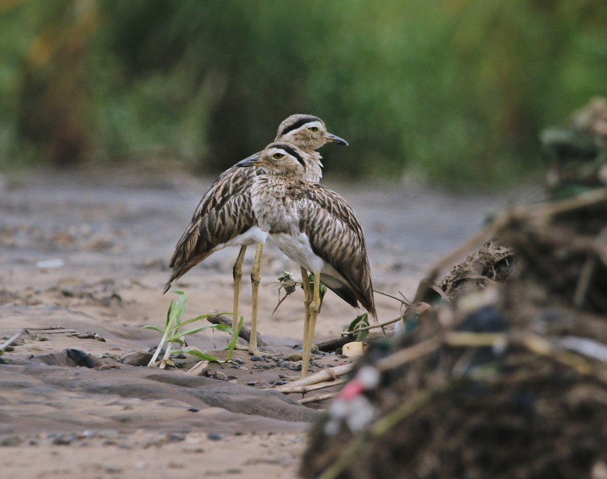 Kaşlı Kocagöz - ML645304432