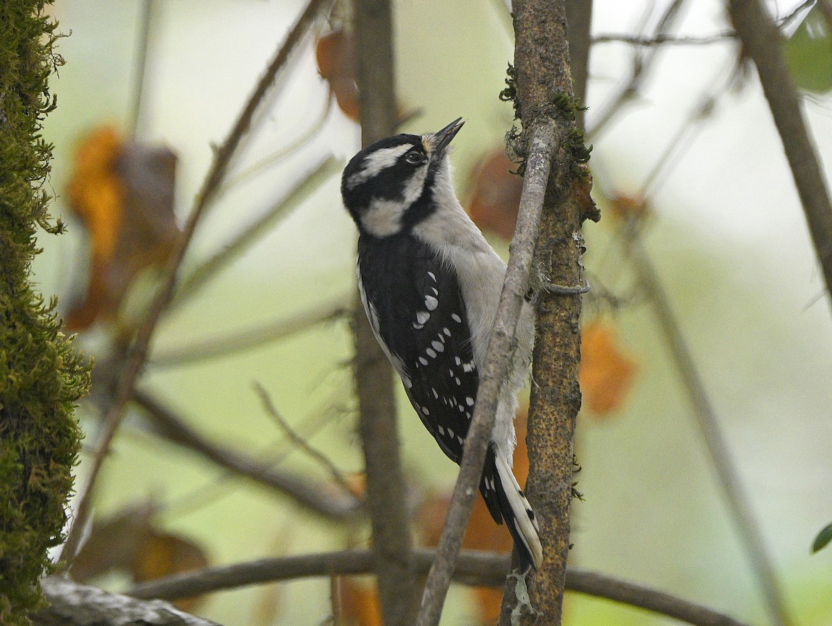 Downy Woodpecker - ML645304435