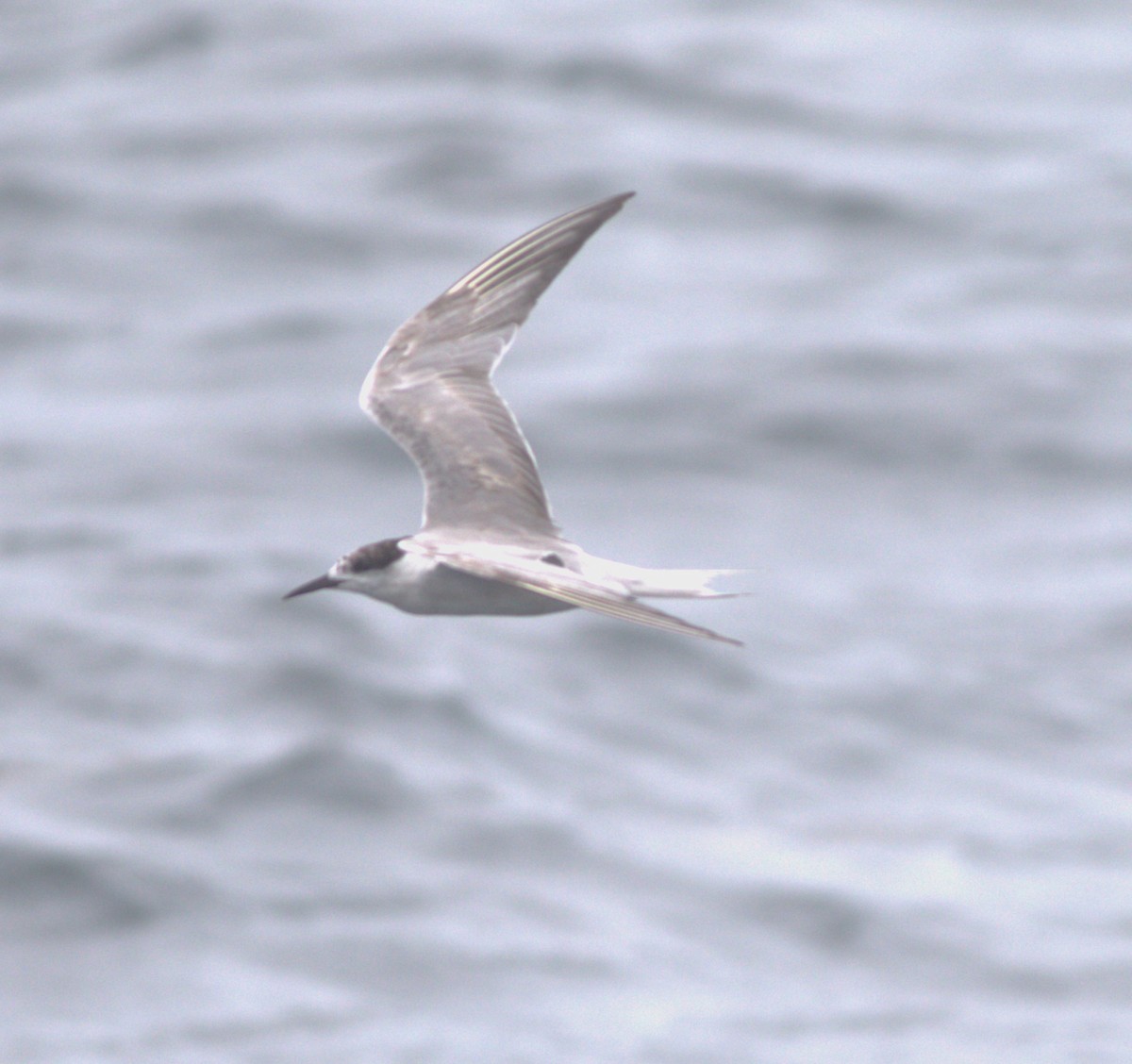 rybák obecný - ML645304438