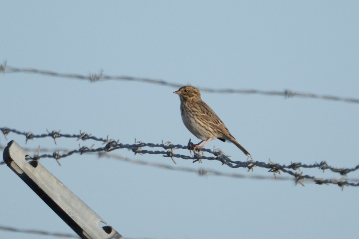Savannah Sparrow - ML645304446