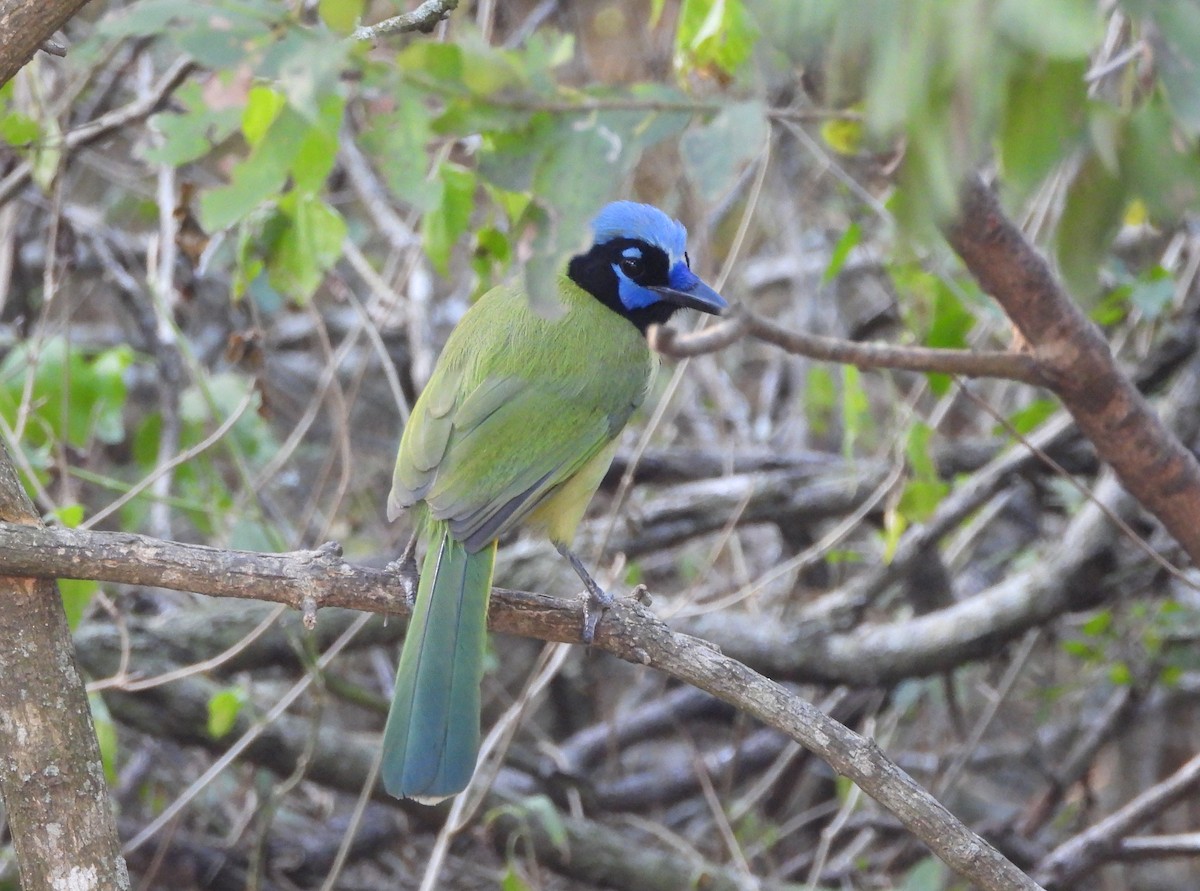 Yeşil Karga - ML645304465