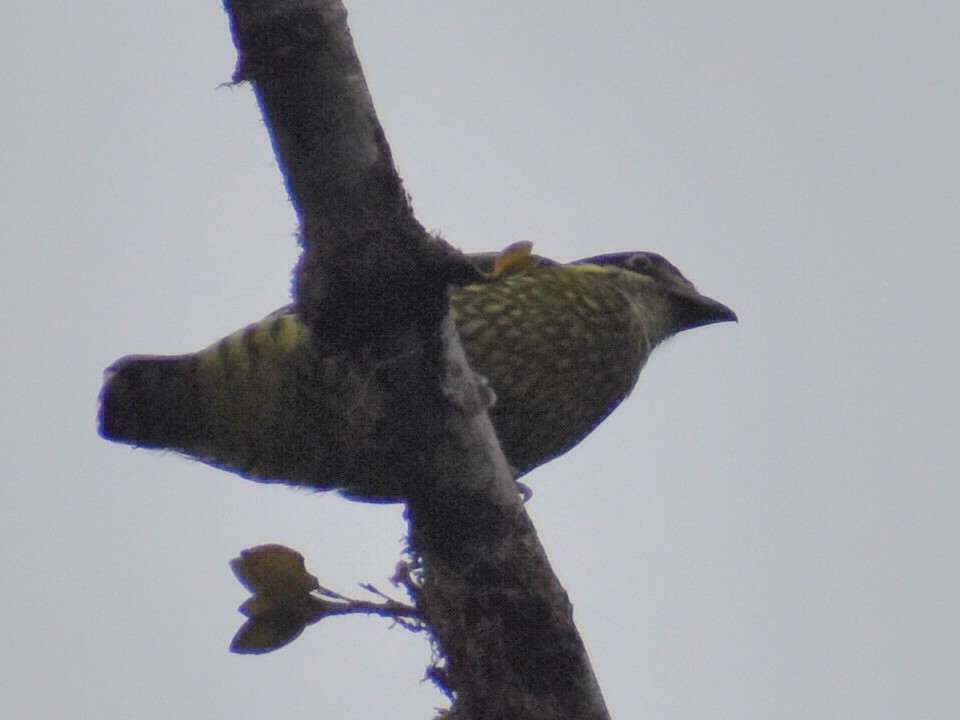 Scaled Fruiteater - ML645304470