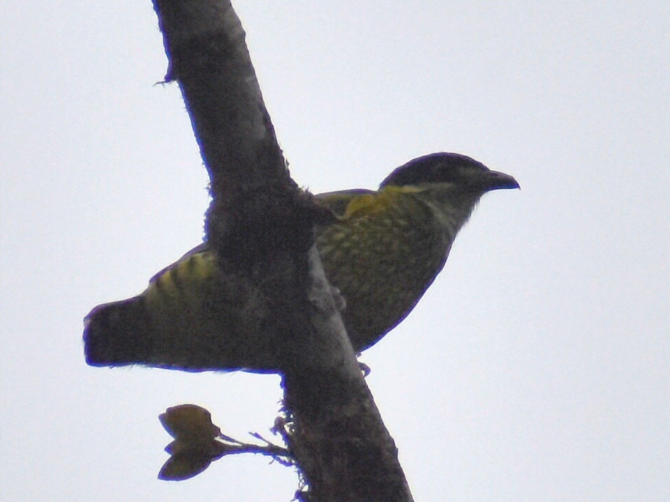 Scaled Fruiteater - ML645304471