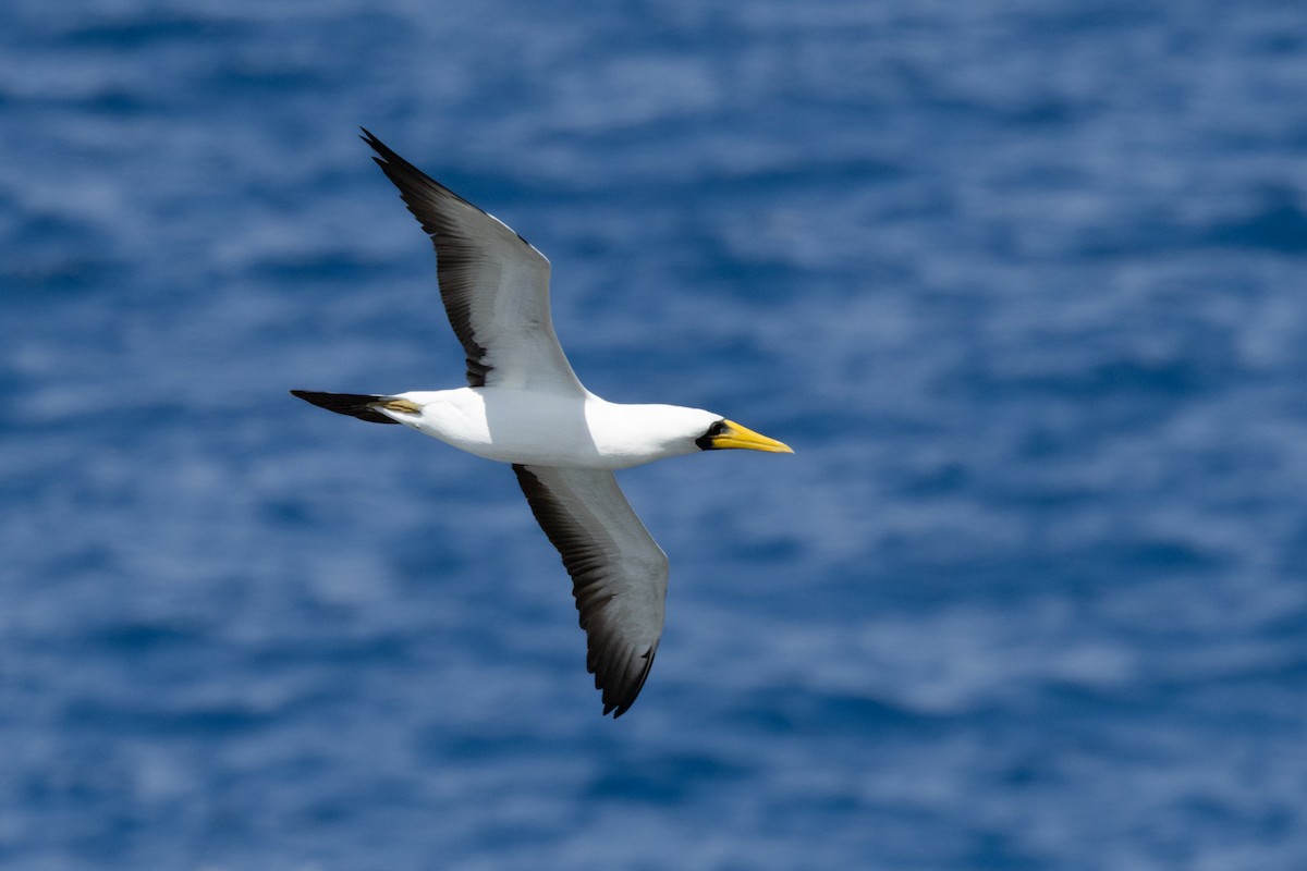 Masked Booby - ML645304472