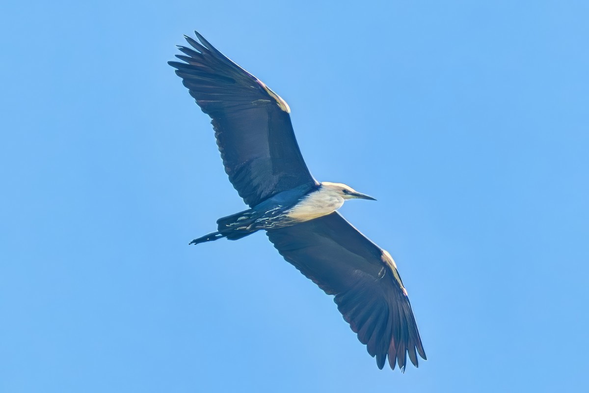 Pacific Heron - ML645304473