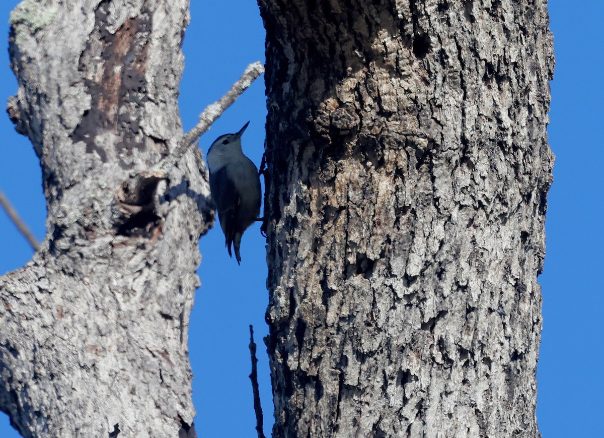 White-breasted Nuthatch - ML645304477