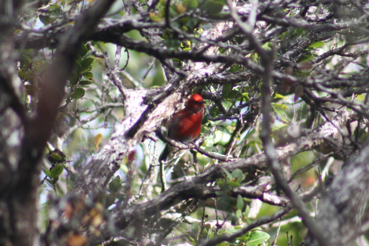 Apapanesi - ML645304507