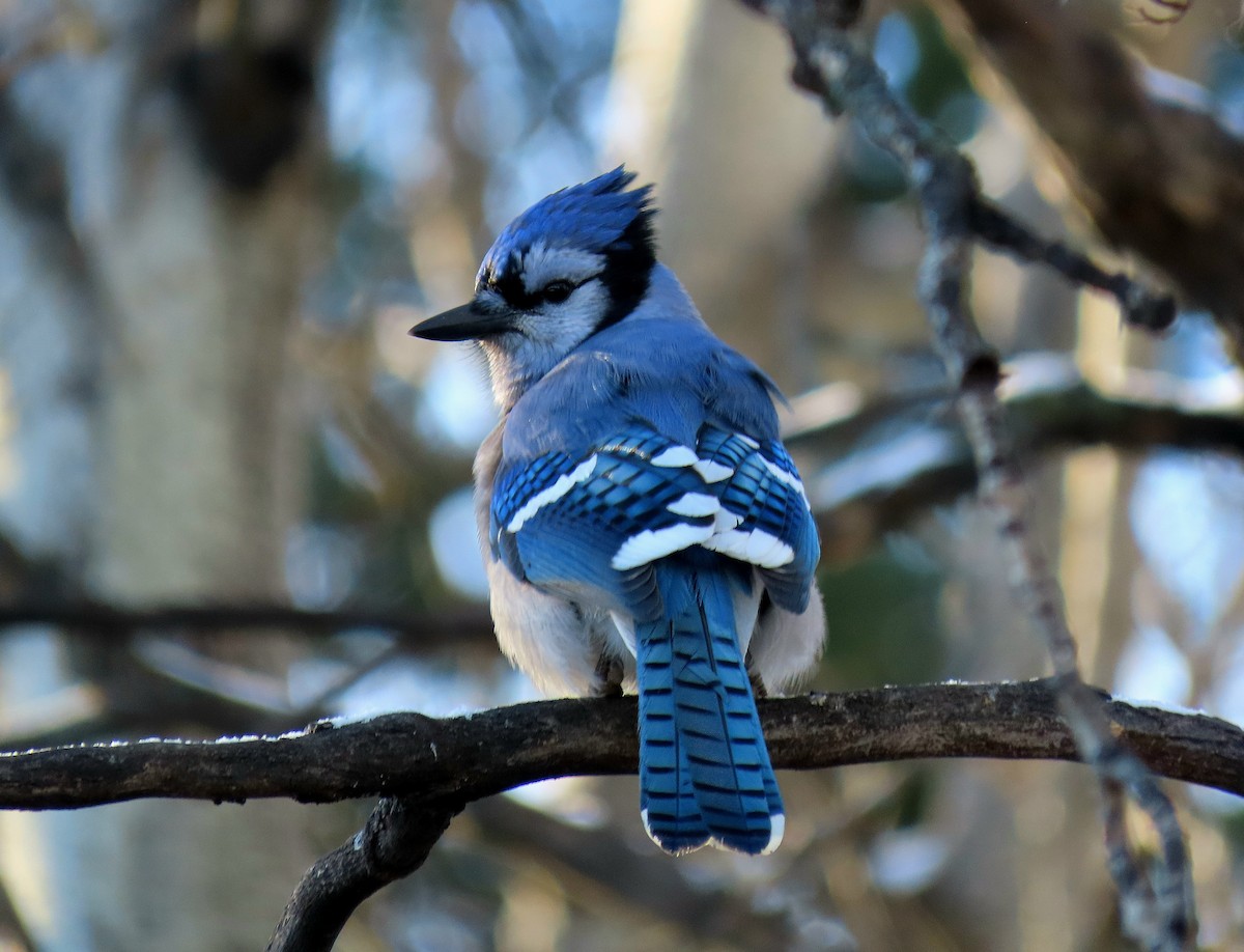 Blue Jay - ML645304524