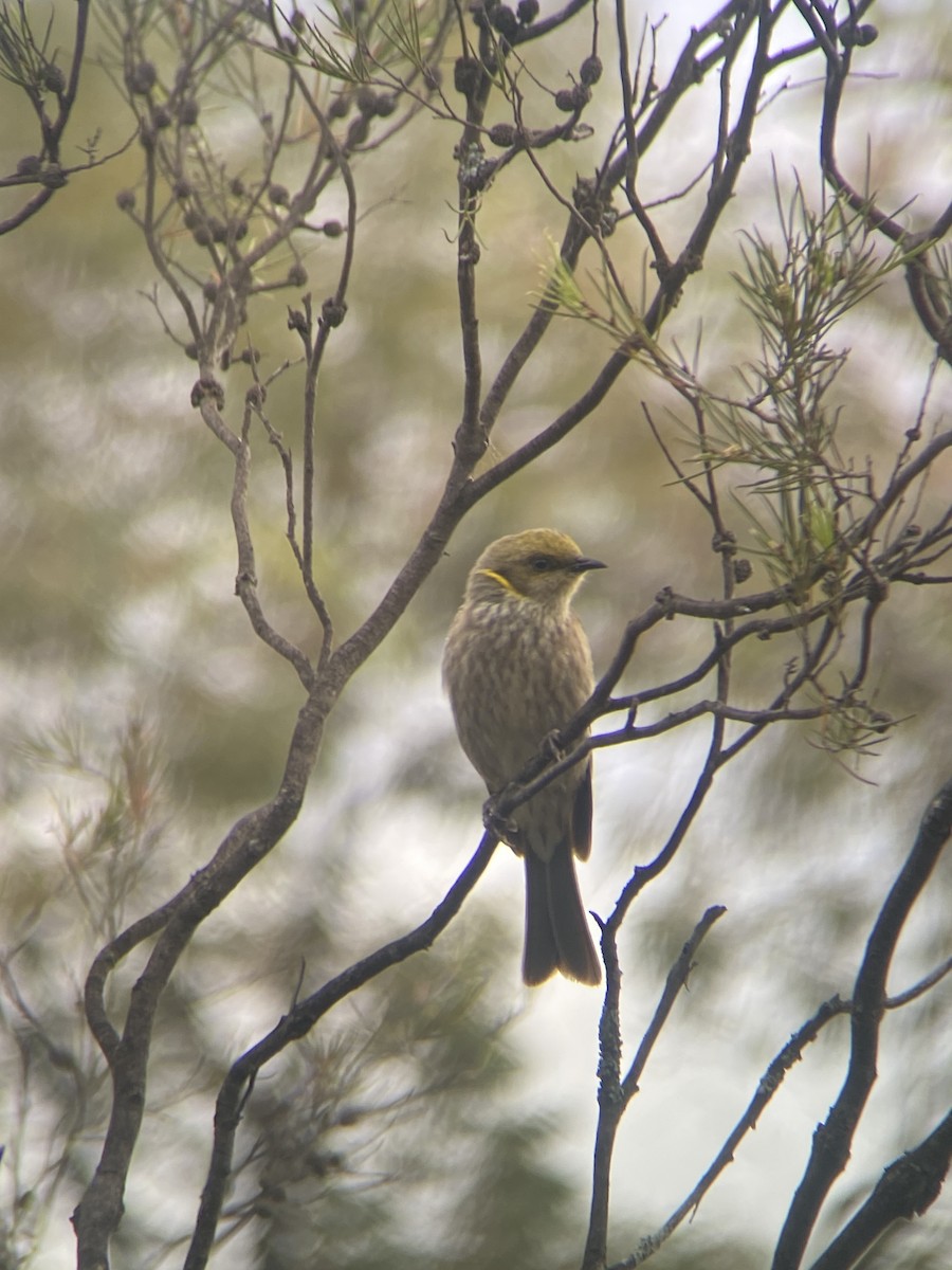 Yellow-plumed Honeyeater - ML645304529