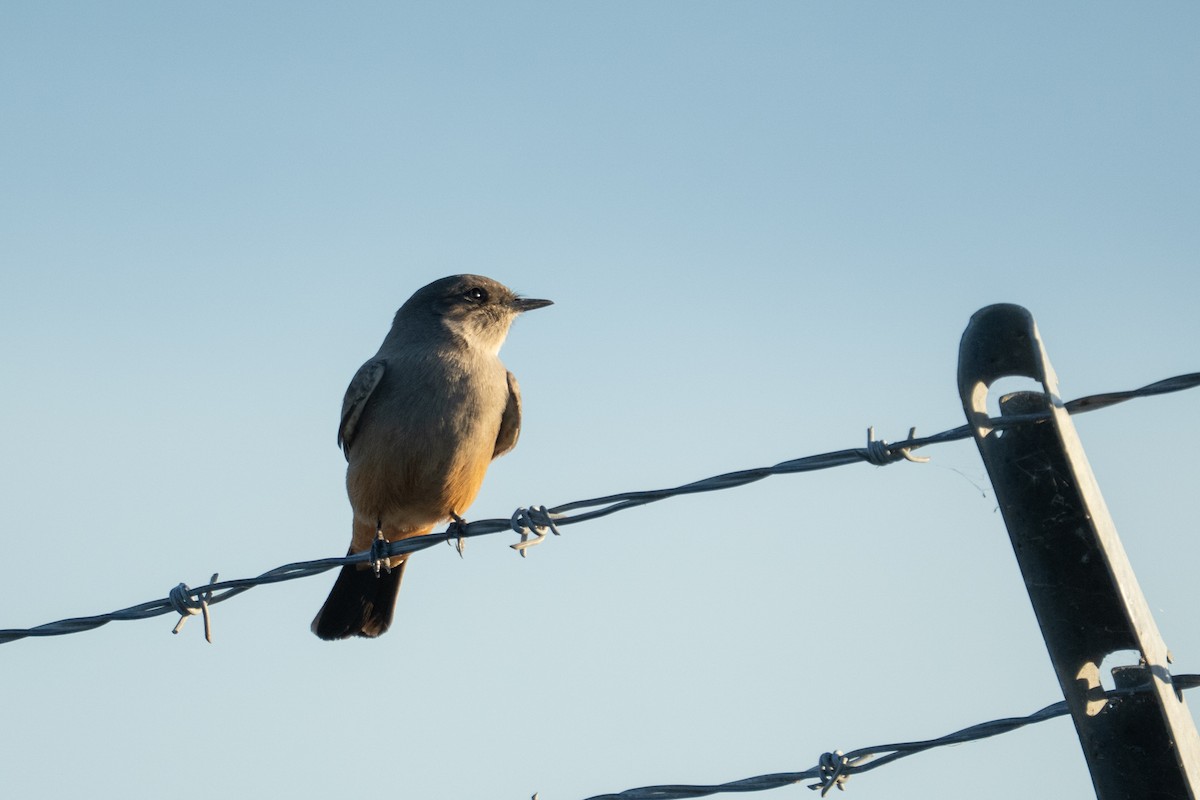 Say's Phoebe - ML645304535