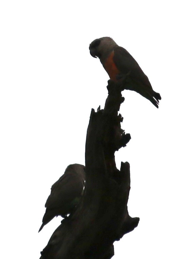 oransjebukpapegøye - ML645304544