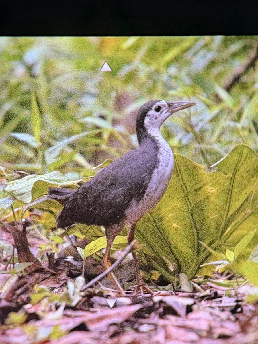 White-breasted Waterhen - ML645304546