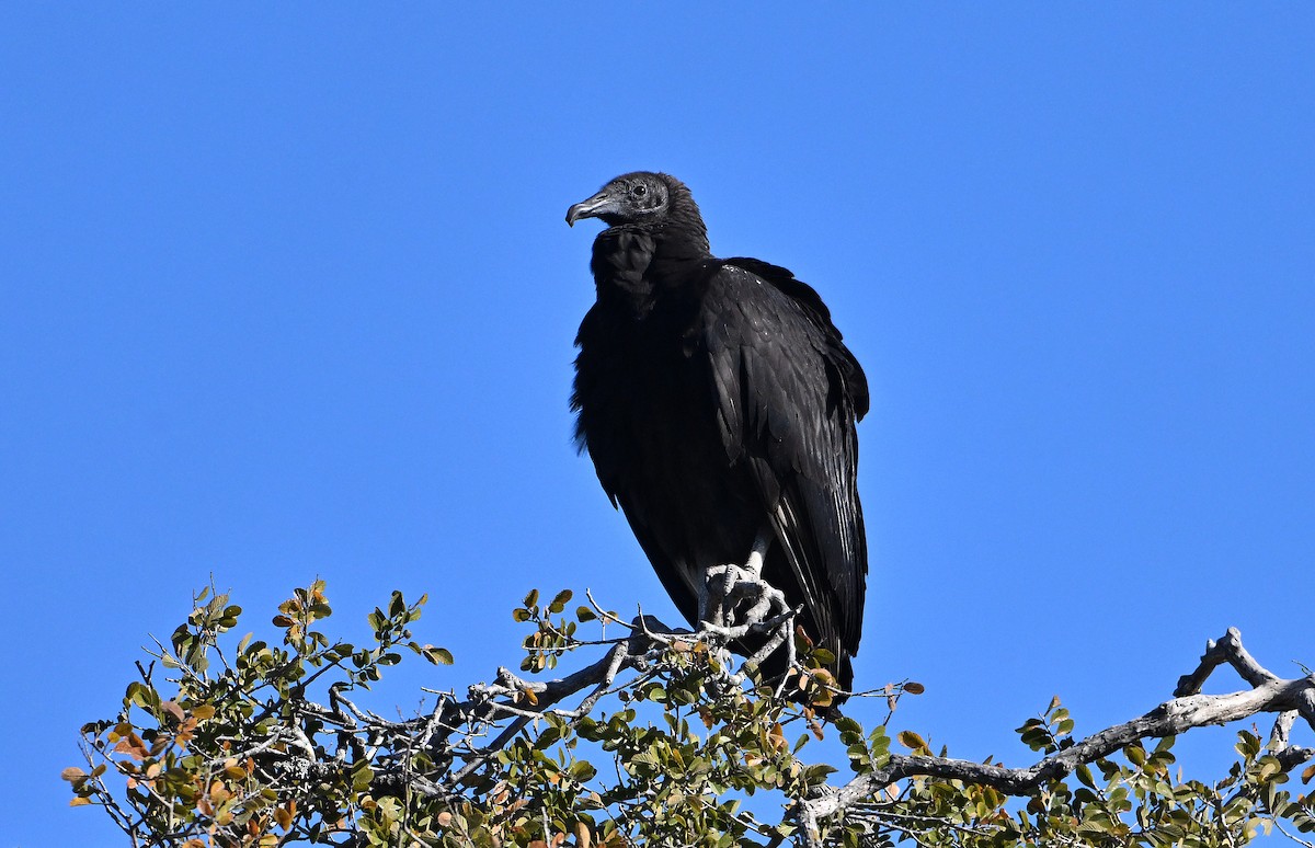 Urubu noir - ML645304553