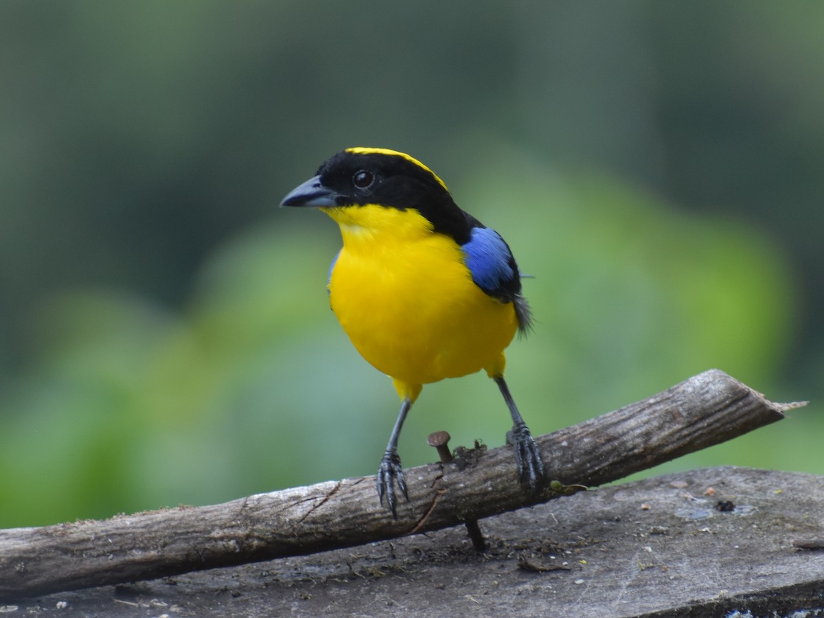 Blue-winged Mountain Tanager - ML645304567