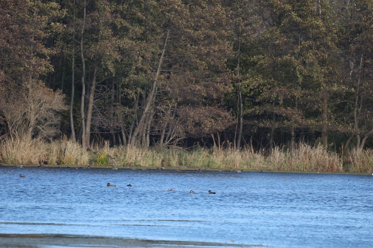 Нерозень - ML645304575