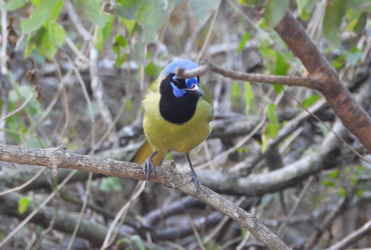 Yeşil Karga - ML645304598