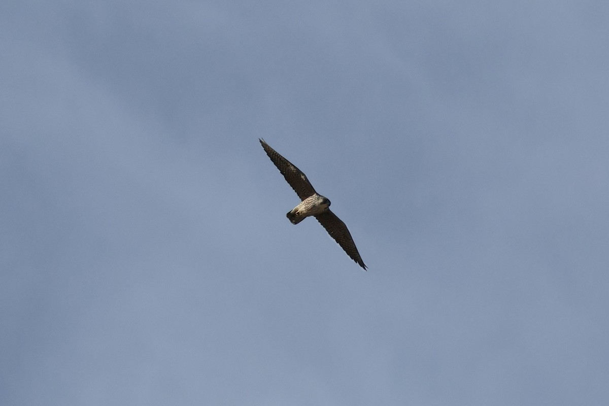 遊隼 - ML645304603