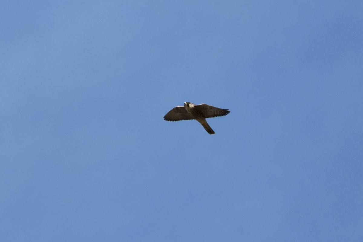 遊隼 - ML645304605