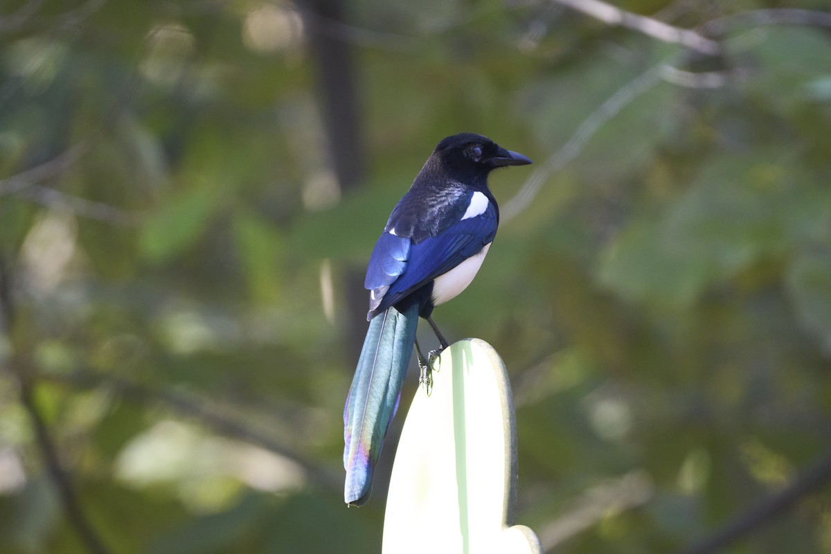 orientskjære - ML645304606