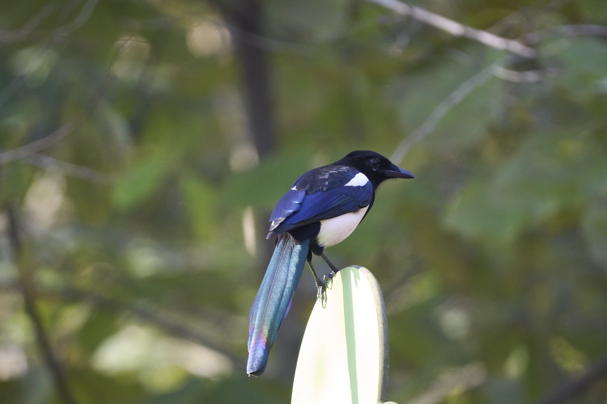 orientskjære - ML645304607