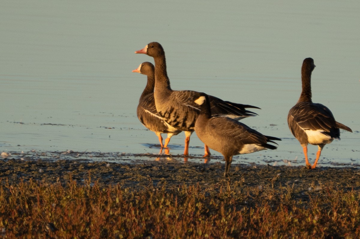 Cackling Goose - ML645304610