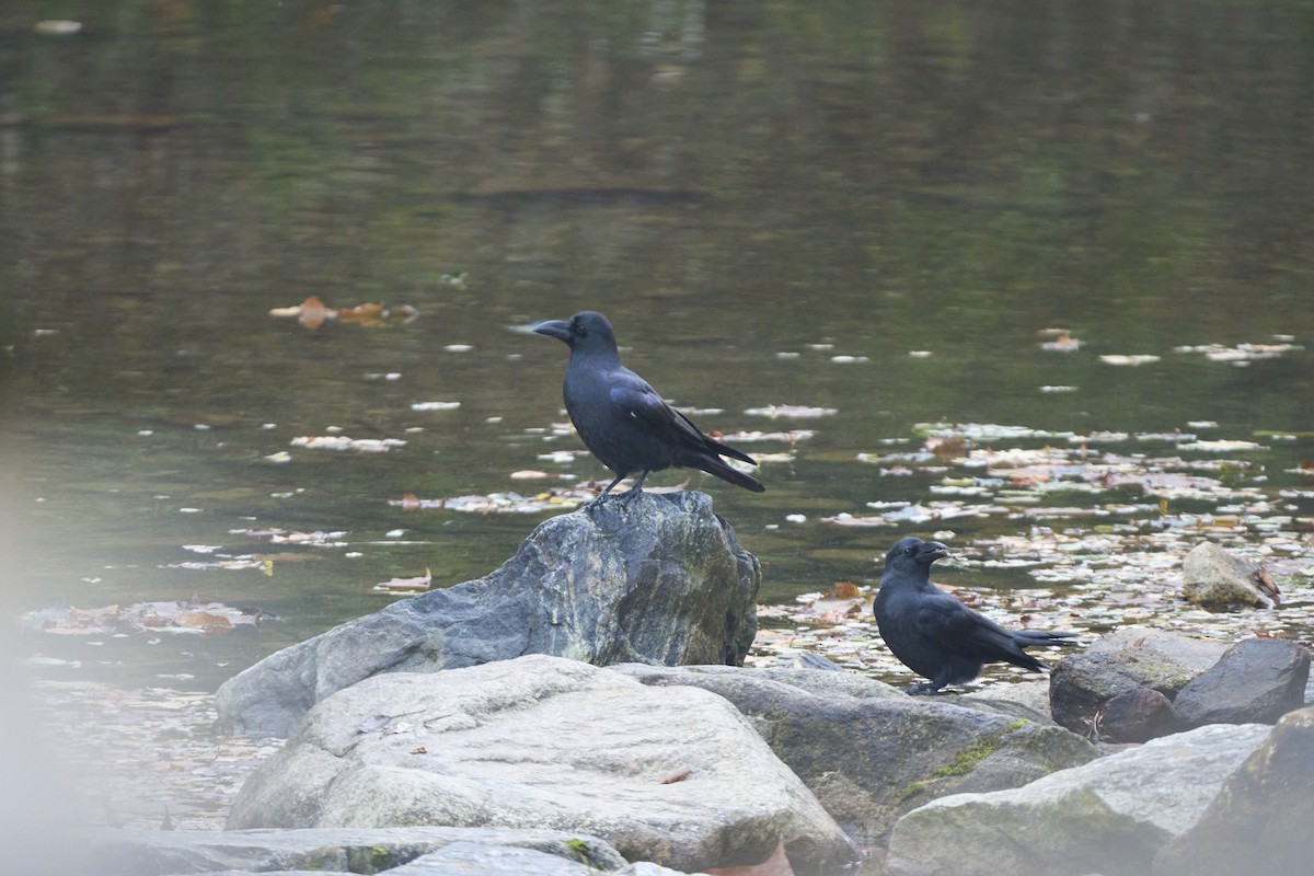 Large-billed Crow - ML645304611