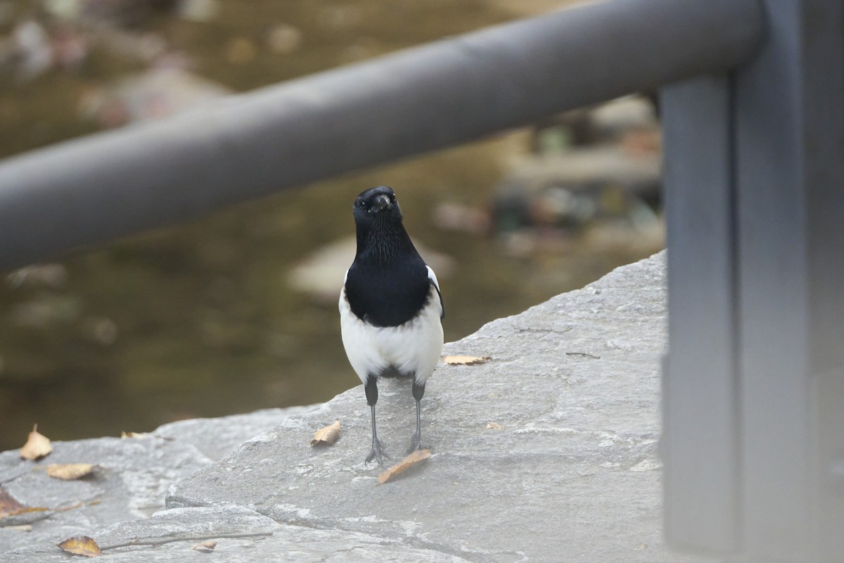 orientskjære - ML645304615