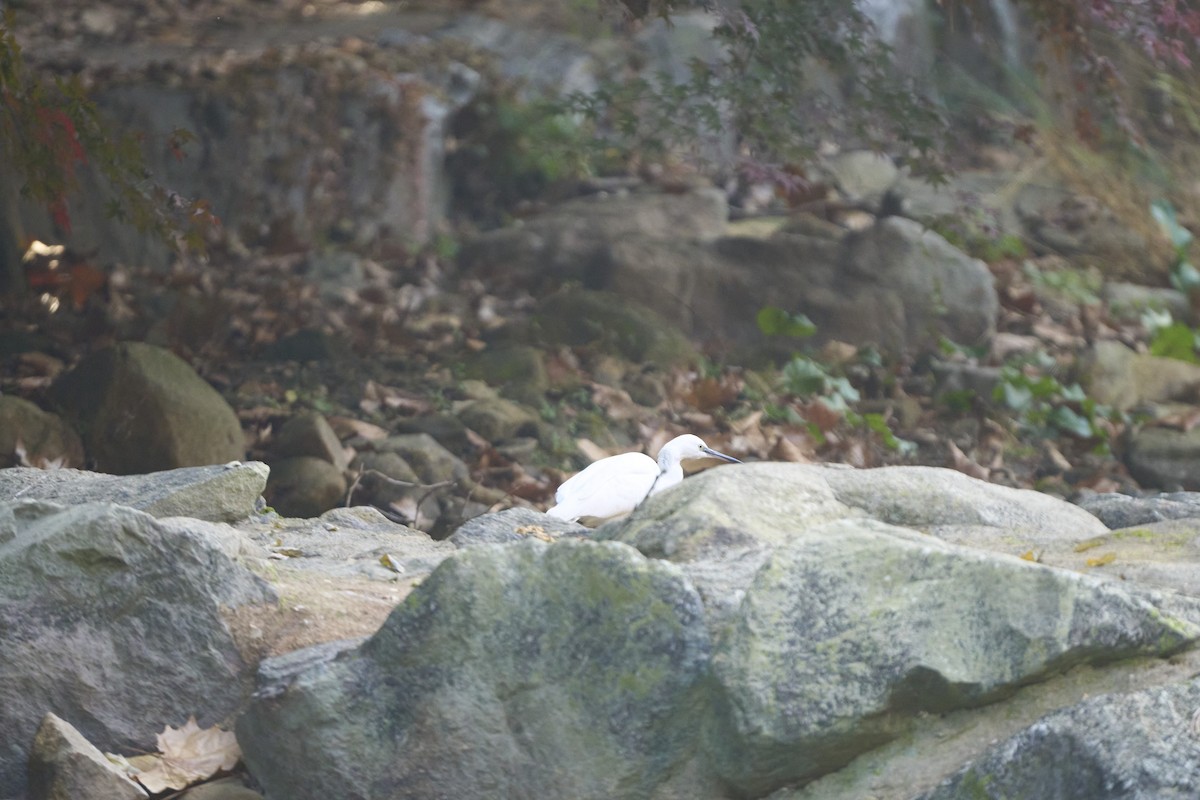 Aigrette garzette - ML645304620