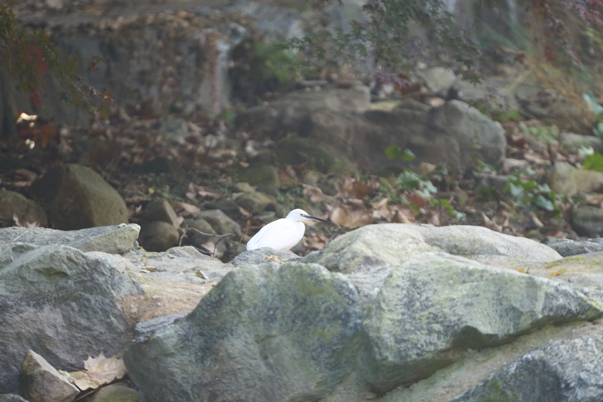 Aigrette garzette - ML645304621