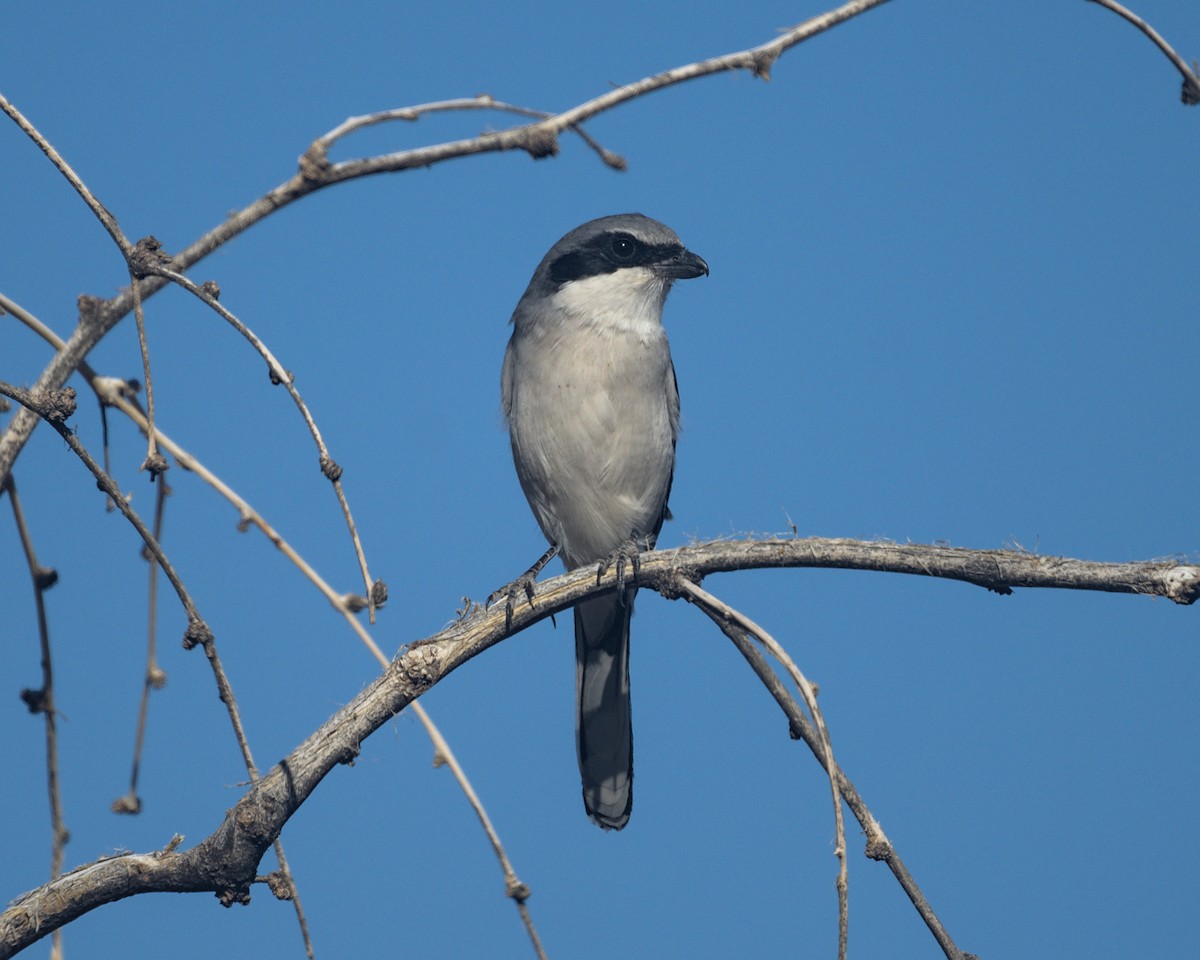 Loggerhead Shrike - ML645304629