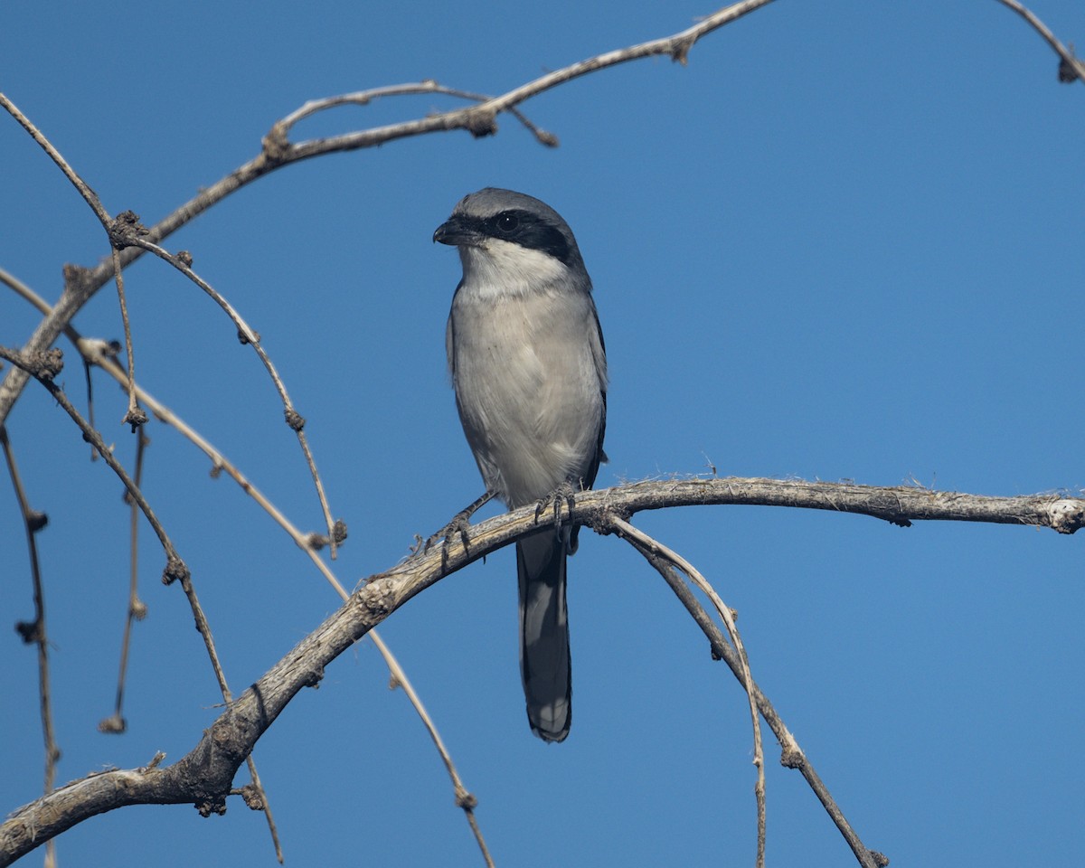 Loggerhead Shrike - ML645304630