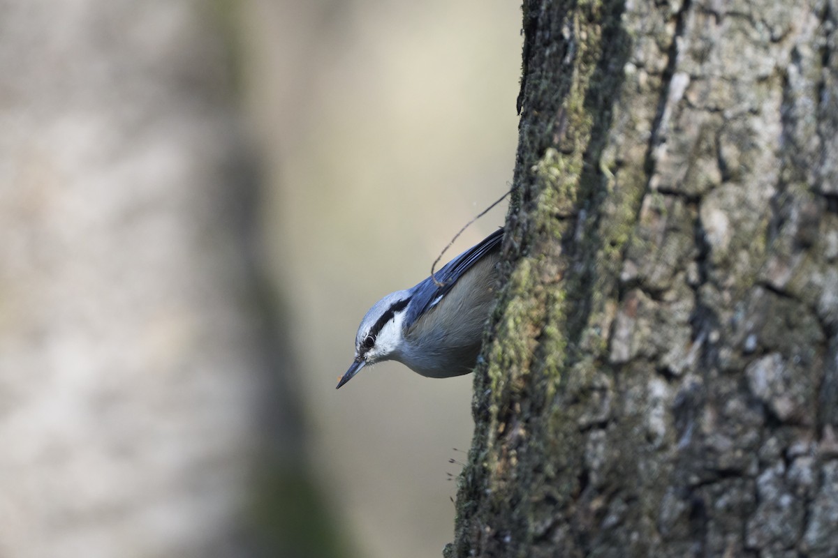 Garrapo eurasiarra - ML645304632