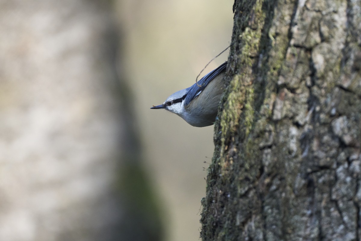 Garrapo eurasiarra - ML645304633