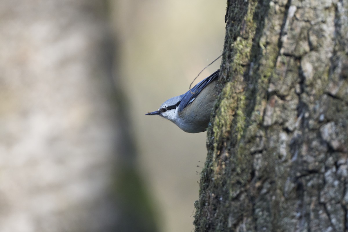 Garrapo eurasiarra - ML645304634