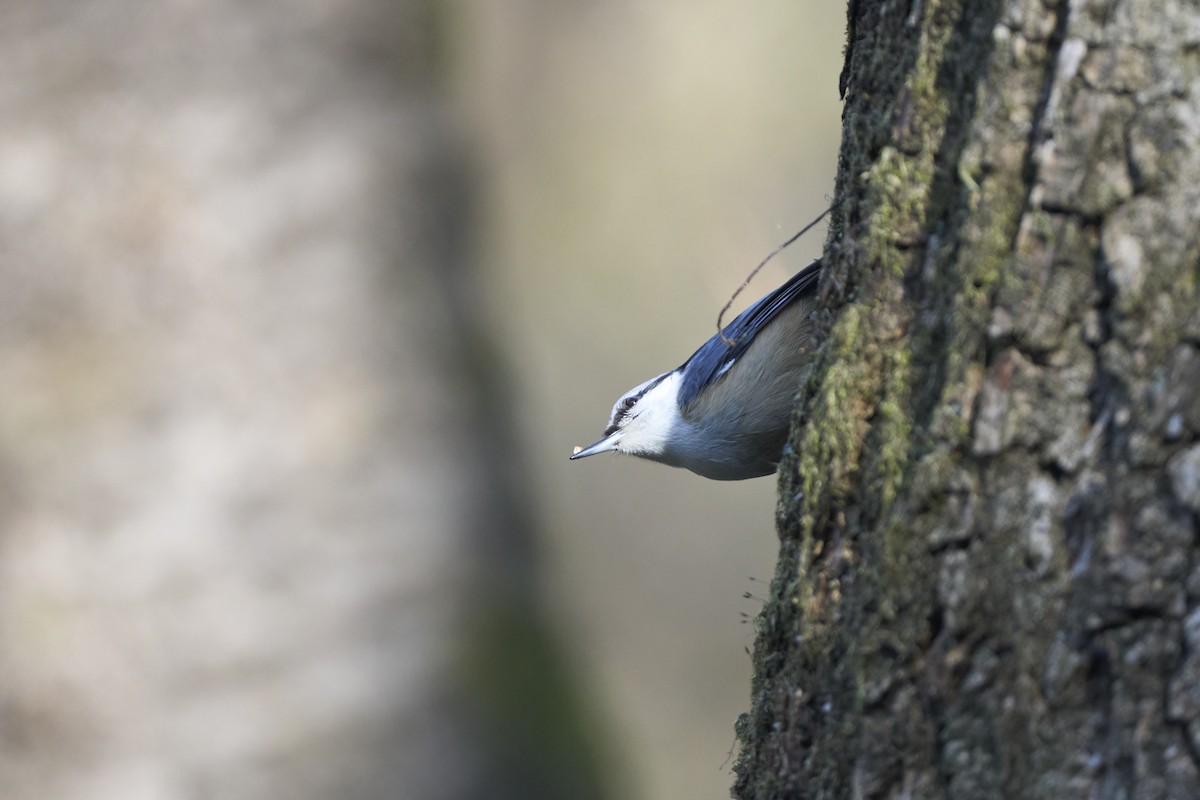 Garrapo eurasiarra - ML645304635