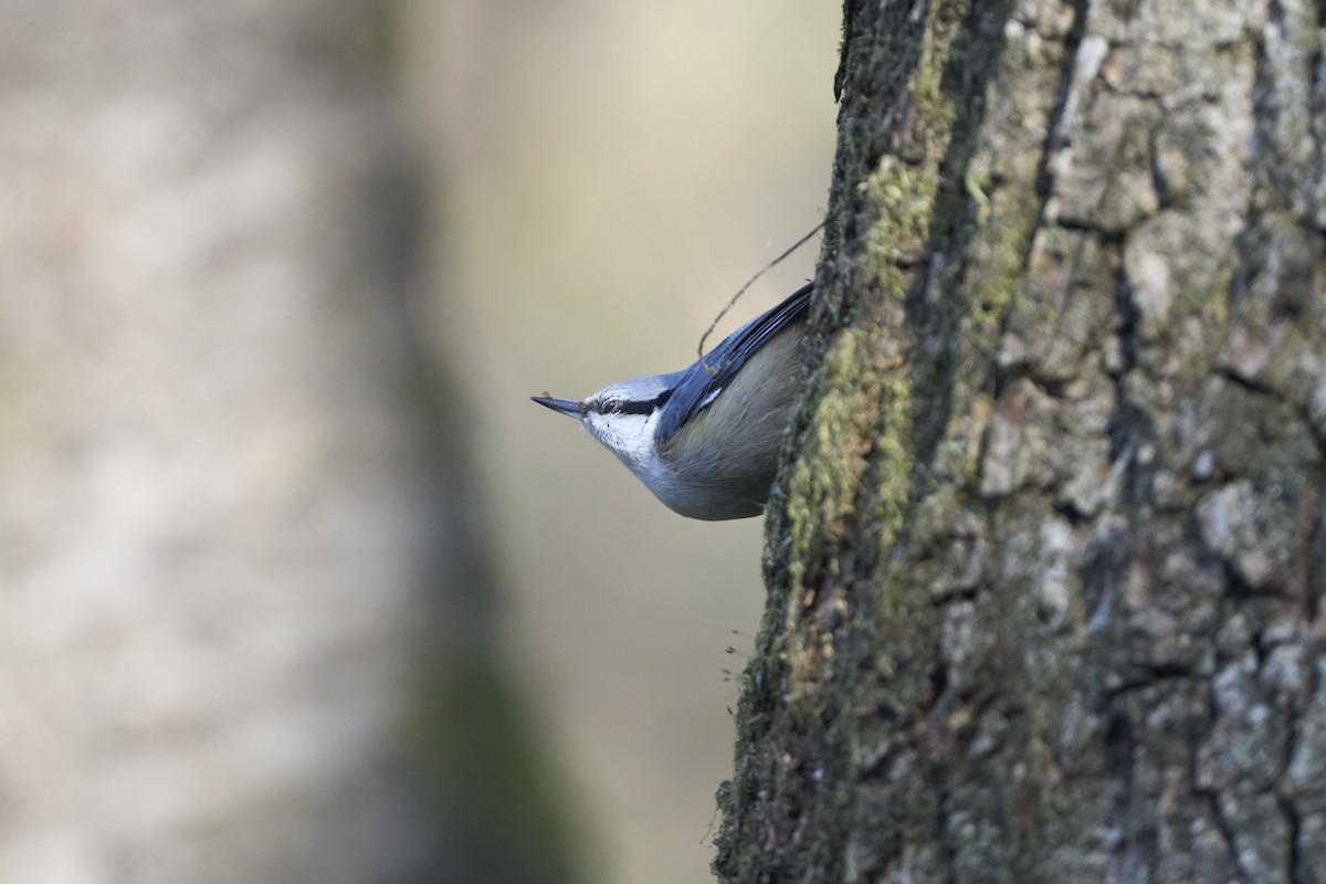 Garrapo eurasiarra - ML645304636