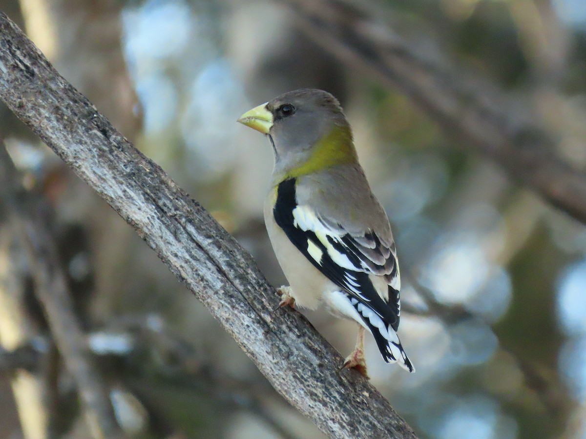 キビタイシメ - ML645304640