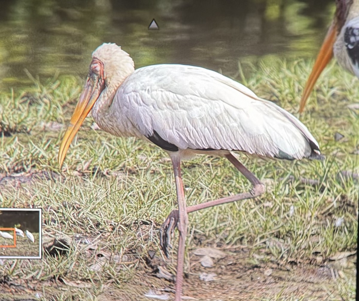 Milky Stork - ML645304641