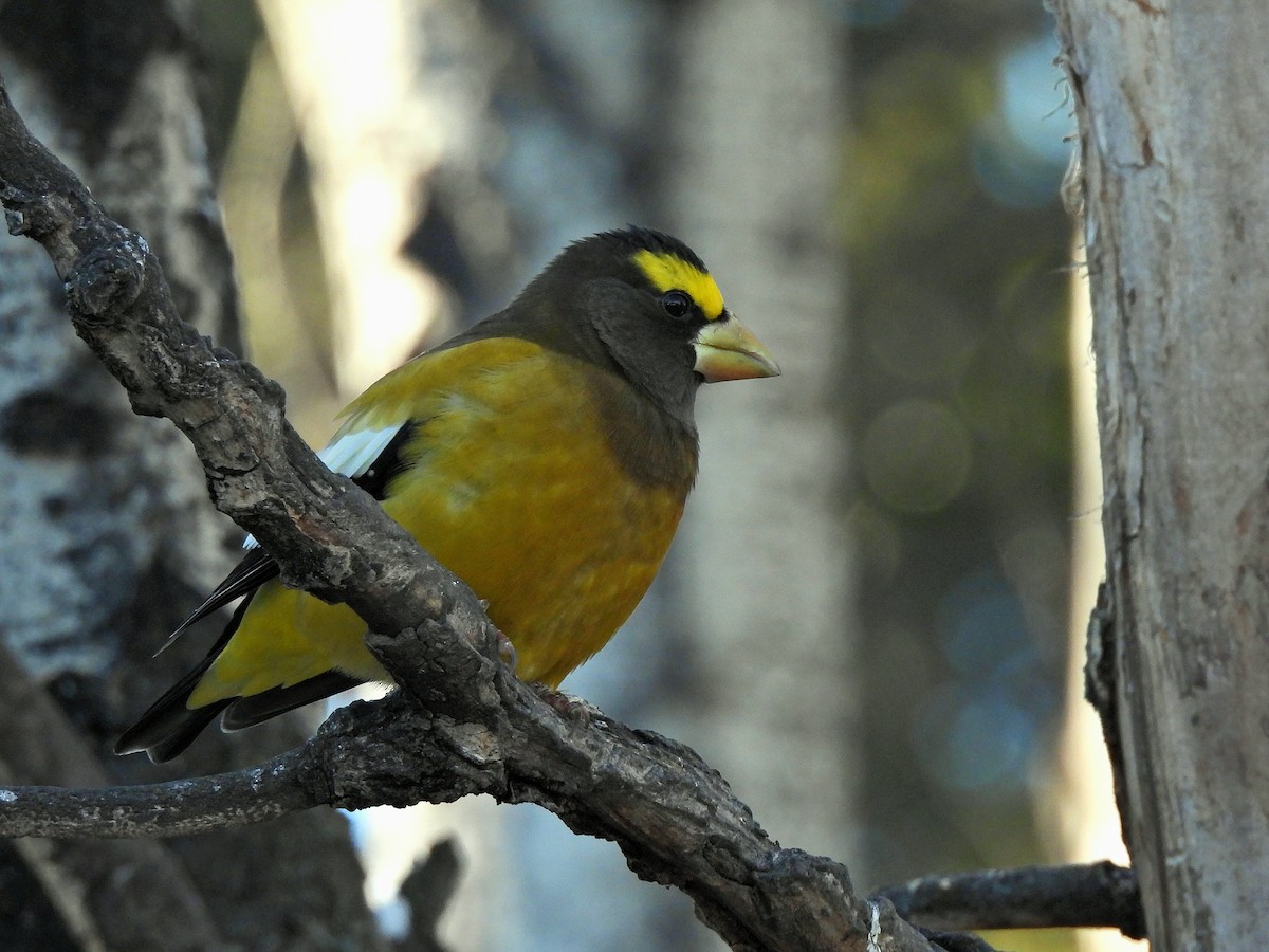 キビタイシメ - ML645304643