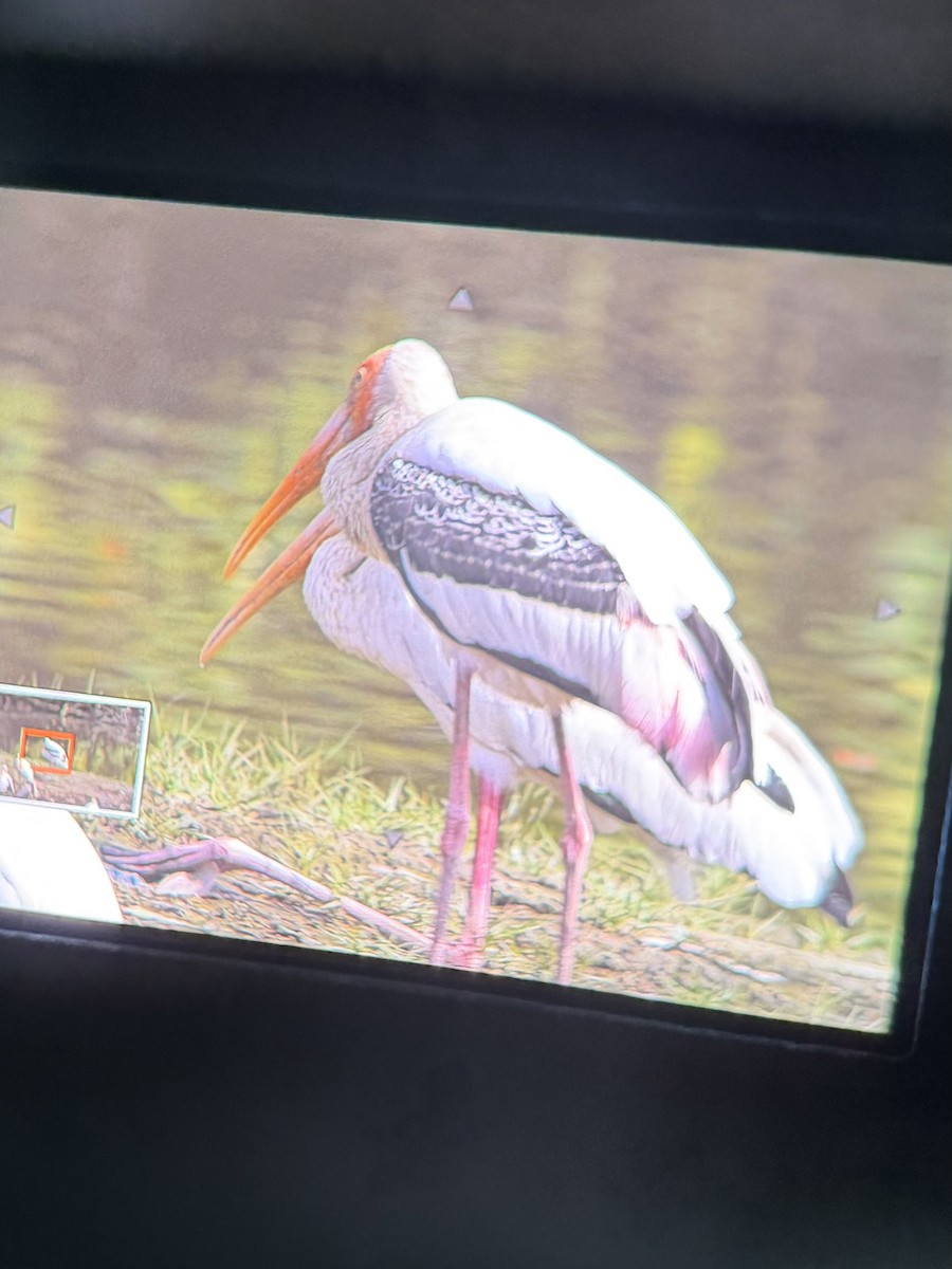 Painted Stork - ML645304682
